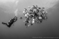   Taken Shark Reef Ras Mohammed Egypt June this year. thought batfish looked though they were waiting patiently each have their photograph diver Alex Tattersall. black white enhanced composition. year bat-fish bat fish Tattersall composition  